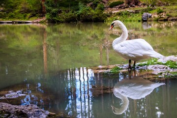 a swan in lake of Sompunt in Alta Badia