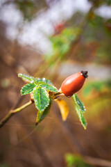 Morning Dew Adorns Red Berries