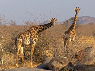 Giraffe in Serengeti savanna - National Park in Tanzania.