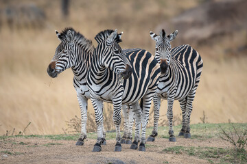 Fototapeta na wymiar Zebra in Serengeti savanna - National Park in Tanzania,