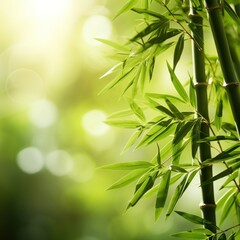 Fototapeta premium bamboo bright