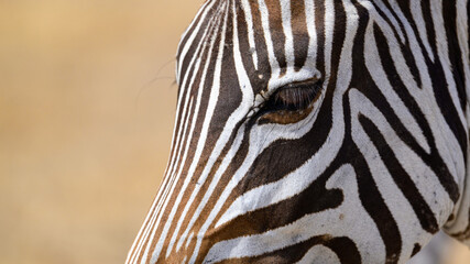 Zebra in Serengeti savanna - National Park in Tanzania, Africa,