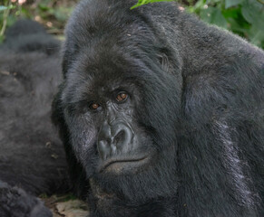 Gorillaa in Congo, Africa, panoramic of wild life