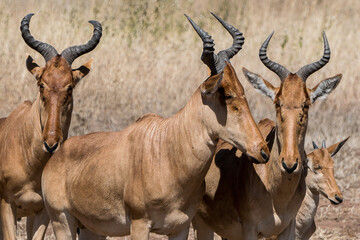 Impala and Gazelle in Serengeti savanna