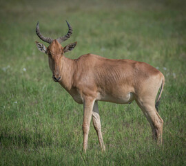 Naklejka na ściany i meble Impala and Gazelle in Serengeti savanna
