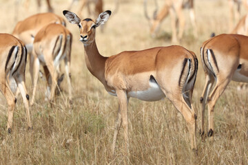 Naklejka na ściany i meble Impala and Gazelle in Serengeti savanna