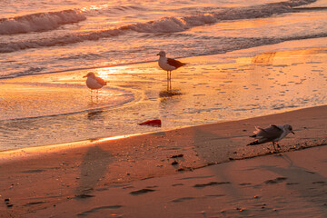 Seagulls wading in the surf at sunrise.