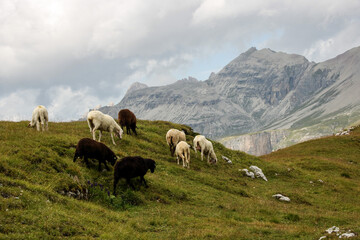 Dolomite's landscape -Puez odle natural park