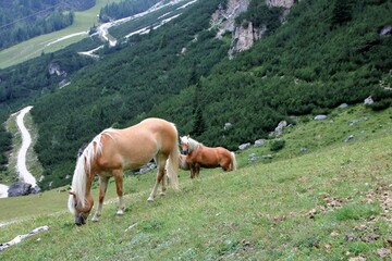 Fototapeta na wymiar a horse and a foal in Alta Badia