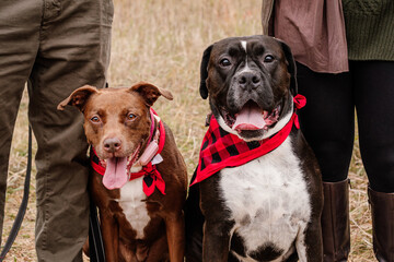family dogs with red fall bandanas outside