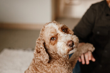 poodle puppy looking at the camera shaking a paw