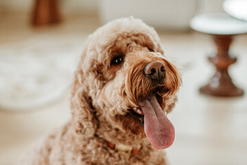 happy poodle dog with tongue hanging out at home