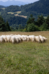 Obraz premium A herd of sheep grazing in a meadow, a mountain pasture in the Pieniny Mountains, Poland
