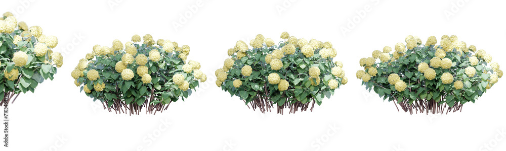 Poster hydrangea arborescens isolate transparent background.3d rendering png