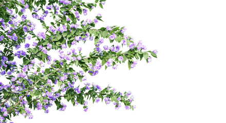 Philadelphus Bouquet Blanc isolate transparent background.3d rendering PNG