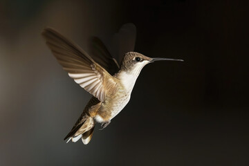 hummingbird in flight