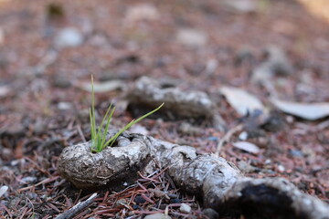 Green grass and tree roots