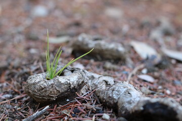 Landscape of tree roots and grass