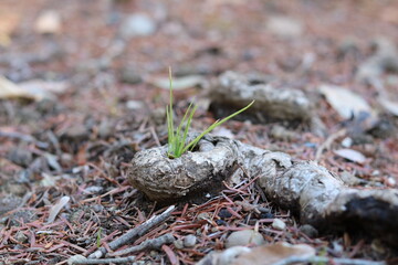 Small grass wrapped in tree roots