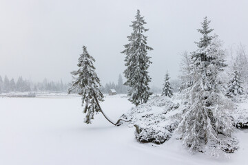 Fototapeta premium Winterwanderung um den Oderteich Bilder aus dem winterlichen Nationalpark Harz Niedersachsen
