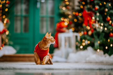  ginger cat in a red sweater sitting on a rug with a decorated Christmas tree and green doors in...