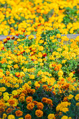 霞ヶ浦総合公園の風景