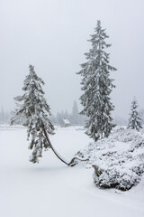 Winterwanderung um den Oderteich Bilder aus dem winterlichen Nationalpark Harz Niedersachsen
