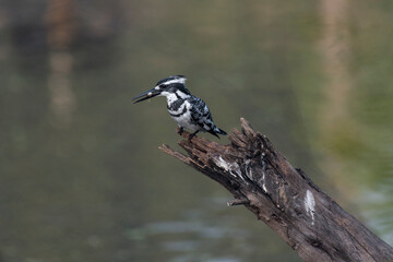 Pied kingfisher bird perched on a branch with use of selective focus