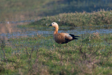Ruddy shelduck sitting relaxed in its habitat in the wetlands.