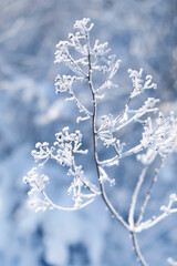 A snow-covered fluffy branch with many umbrella-shaped branches on a blue background. Vertical photo of a beautiful wild forest flower covered with frost in winter close-up.
