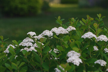Tor Birchleaf Spirea (Spiraea betulifolia 'Tor') blooming closeup in summer garden © mashiki