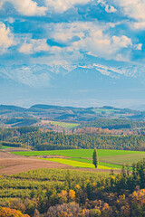 Fototapeta premium 秋の美瑛