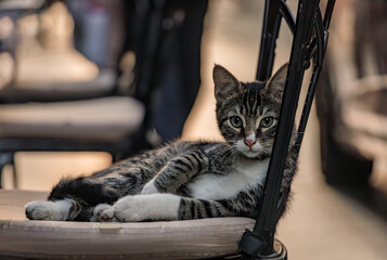 Cats of Istanbul, a tabby kitten lounging on a chair at an outdoor restaurant in the morning in the...