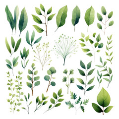 Watercolor floral set of green leaves, greenery, branches, PNG illustration on transparent background