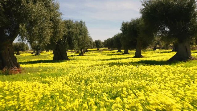 4k drone forward video (Ultra High Definition) of olive garden with blooming yellow flowers. Attractive spring scene of Milazzo peninsula, Sicily, Italy, Europe.