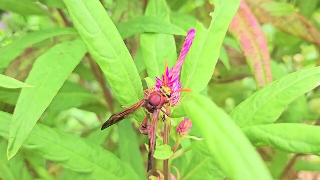 Wasp pollinating flowers as he collects nectar.