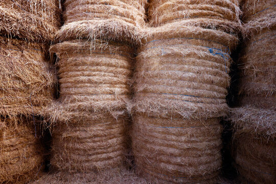 Stacked round yellow hay bales tightly bound in a farm. .