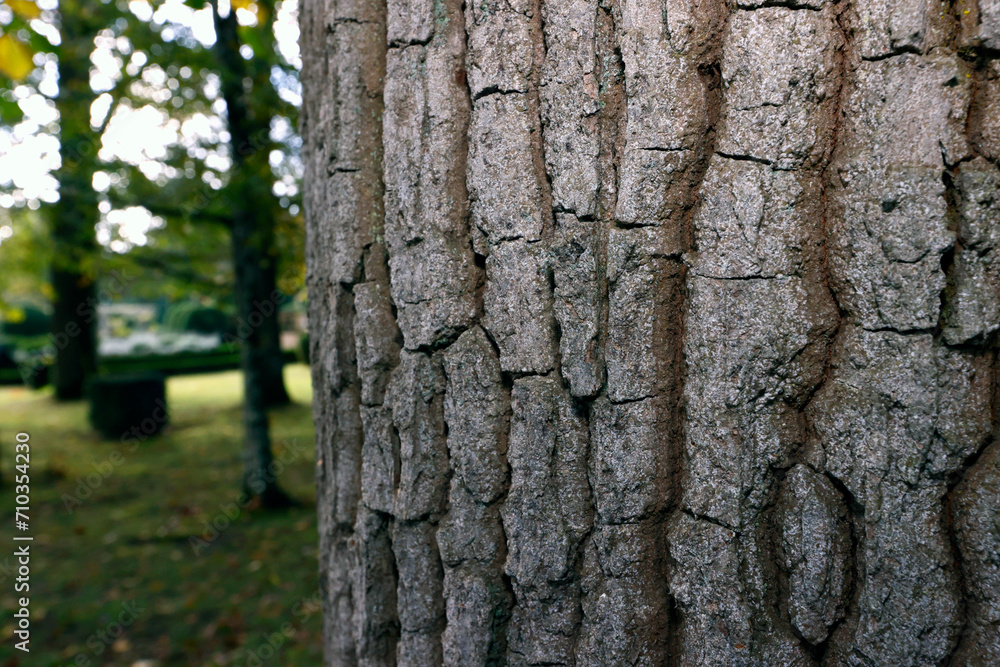 Wall mural close-up of a oak tree trunk. .