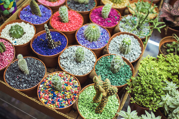 Small cactuses in pots, colorful stones in the pots with multitude of cute little cactuses on a...