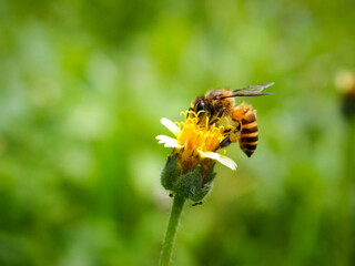 honey bee sucking nectar on a flower. close-up macro photography 