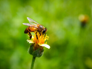 honey bee sucking nectar on a flower. close-up macro photography 
