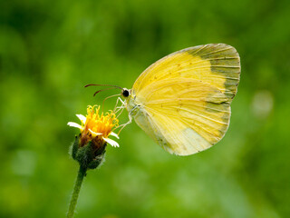 Eurema blanda, yellow butterfly on a flower, close-up macro photography