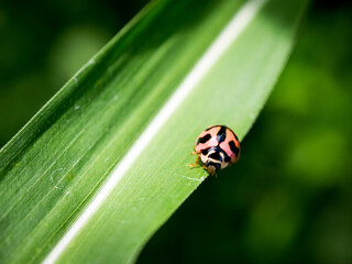 Cheilomenes sexmaculata, Six-Spotted Zigzag Ladybird, Menochilus sexmaculatus, ladybug