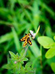 Potanthus niobe, skipper butterfly, macro photo