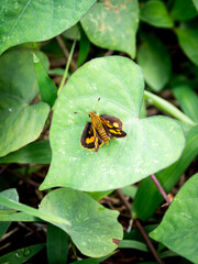 Potanthus niobe, skipper butterfly, macro photo