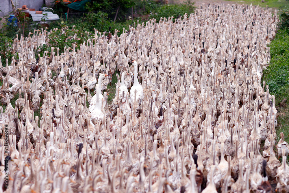 Poster a lot of ducks in vietnam, industry farm concept.