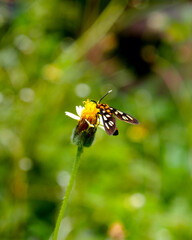 H&uuml;bner's wasp moth, Amata huebneri on a flower