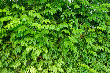 Green leaves wall background, background is beautiful leaves