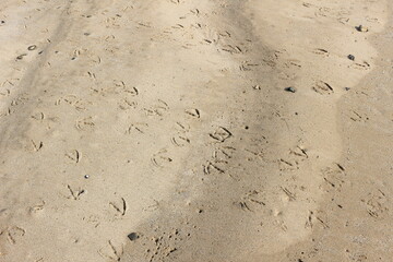 波打ち際の砂地についた鳥の足跡 - obrazy, fototapety, plakaty