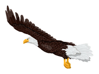 A large bald eagle flies. Realistic vector animal